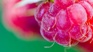 Raspberry - Rubus idaeus Raspberry - Rubus idaeus
