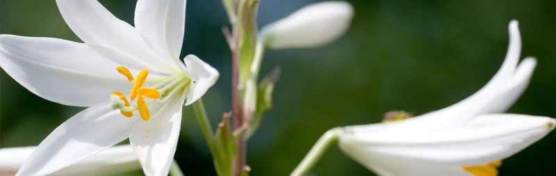 Madonna Lily - Lilium candidum Madonna Lily - Lilium candidum