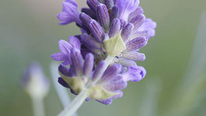 Lavender - Lavandula angustifolia Lavender - Lavandula angustifolia