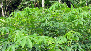 Cassava - Manihot esculenta Cassava - Manihot esculenta