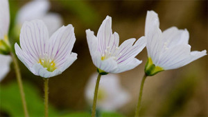 Wood Sorrel - Oxalis acetosella Wood Sorrel - Oxalis acetosella