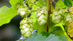 humulus-lupulus-l-klein humulus-lupulus-l-klein
