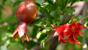 Pomegranate - Punica granatum Pomegranate - Punica granatum