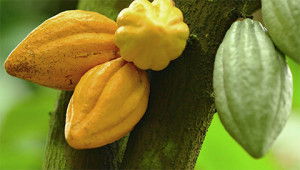 Cacao - Theobroma cacao Cacao - Theobroma cacao