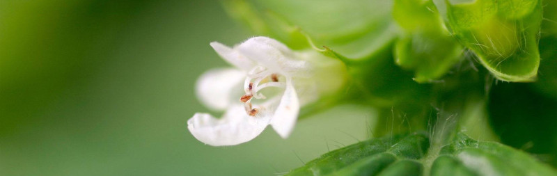Lemon Balm - Melissa officinalis Lemon Balm - Melissa officinalis