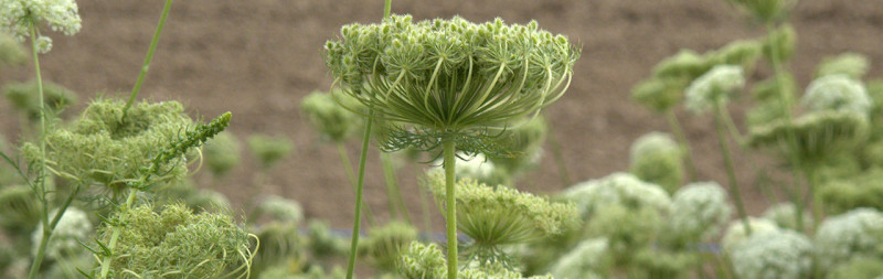 Karotte - Daucus carota Karotte - Daucus carota