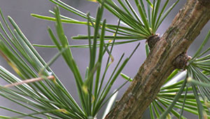Larch - Larix decidua Larch - Larix decidua
