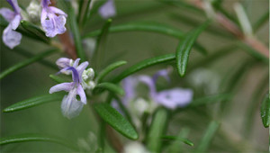 Rosemary - Rosmarinus officinalis Rosemary - Rosmarinus officinalis