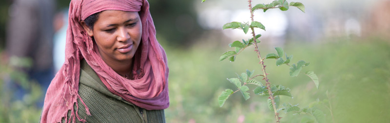 Dr. Hauschka Bio-Rohstoffe aus aller Welt - hier Rosen aus Äthiopien