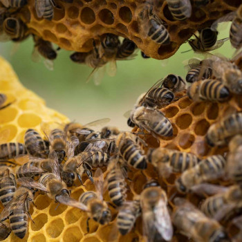Führung durch den Heilpflanzengarten. Vortrag über Bienen: Ohne sie ist alles nichts