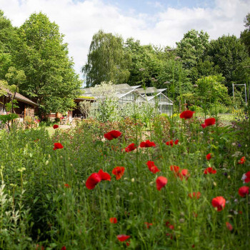 Guided tour of the medicinal herb garden: the heart of WALA