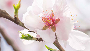 Mandelbaum - Prunus dulcis Mandelbaum - Prunus dulcis