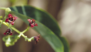 Sandalwood - Santalum album Sandalwood - Santalum album
