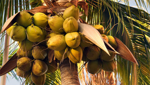 Coconut tree - Cocos nucifera Coconut tree - Cocos nucifera