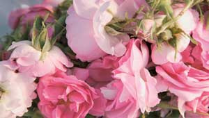 Rosenblüten der Damaszener Rose Rosenblüten der Damaszener Rose