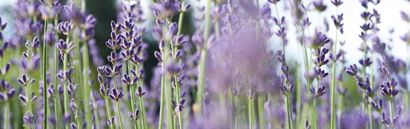Dr. Hauschka Zahlung & Versandkosten - Lavendel