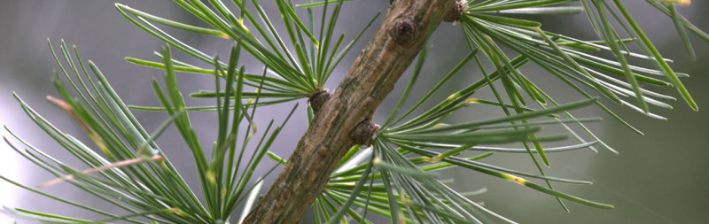 Lärche - Larix decidua Lärche - Larix decidua
