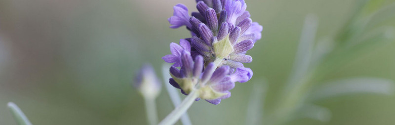 Lavendel - Lavandula angustifolia Lavendel - Lavandula angustifolia