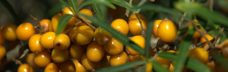 Sea Buckthorn - Hippophae rhamnoides Sea Buckthorn - Hippophae rhamnoides