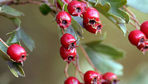 Hawthorn - Crataegus monogyna Hawthorn - Crataegus monogyna
