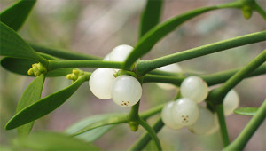 Mistletoe - Viscum album Mistletoe - Viscum album