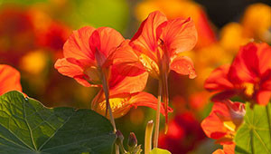 Nasturtium - Tropaeolum majus Nasturtium - Tropaeolum majus